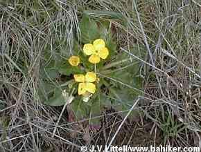 Suncups photo