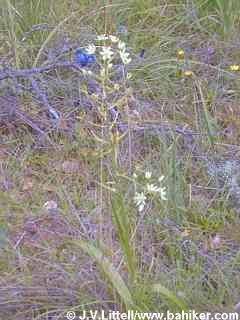 Fremont's camas photo