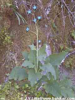 Hound's tongue photo