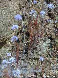 Blue field gilia