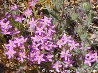Davy's centaury
