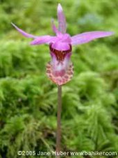 Calypso orchid