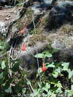 Red larkspur photo