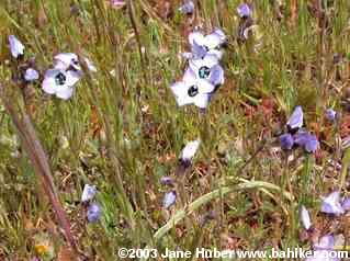 Bird's eye gilia