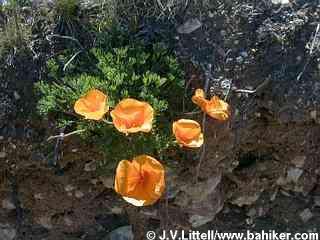 Poppies photo