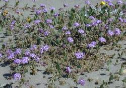 Pink sand verbena
