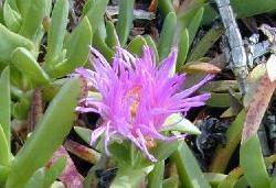 Sea fig
