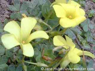 Bermuda sorrel