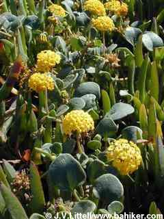 Yellow sand verbena