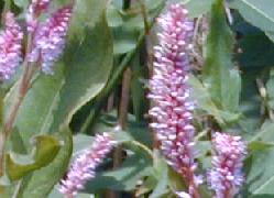 Swamp knotweed