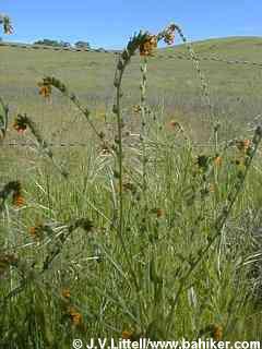 Fiddlenecks photo