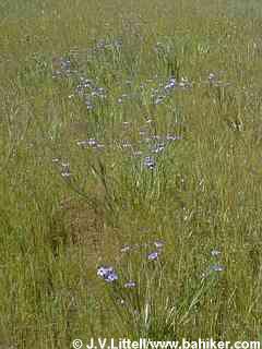 Blue-eyed grass photo