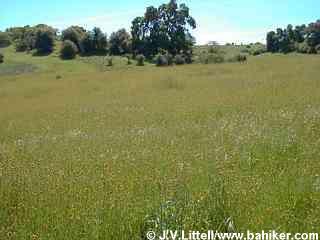 Fiddlenecks photo