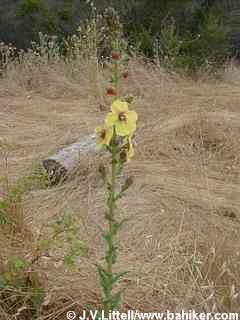 Moth mullein