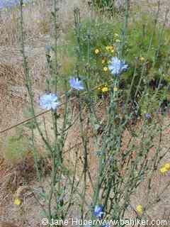 Chicory