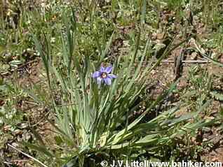 Blue-eyed grass photo