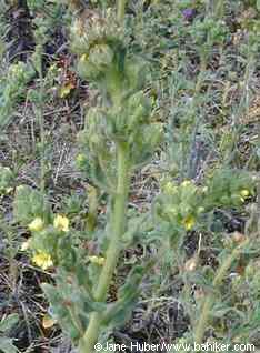 Coast tarweed