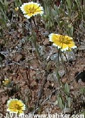Tidytips photo