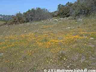 Goldenfields photo