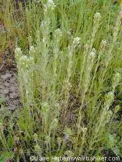 Owl's clover