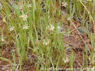 Douglas's microseris