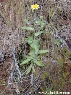 Woodland monolopia