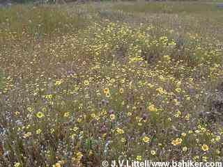 Spring flowers