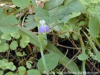 Blue-eyed Mary