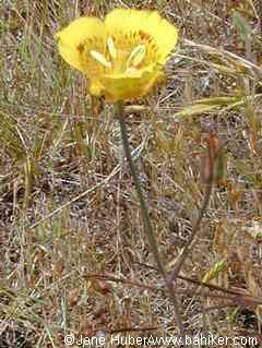 Yellow mariposa lily