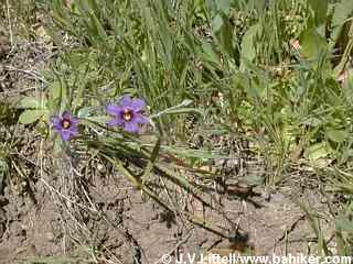 Blue-eyed grass photo