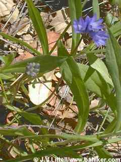 Bluedicks photo