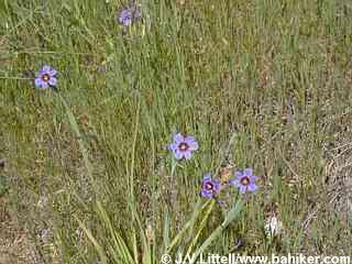 Blue-eyed grass photo