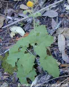 Coast arnica