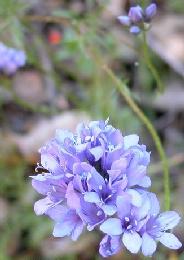 California gilia