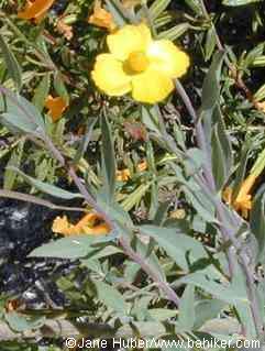 Bush poppy photo