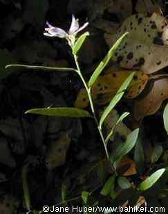 Milkwort