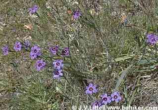 Blue-eyed grass photo