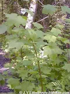 Thimbleberry photo