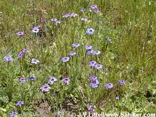 Blue-eyed grass photo