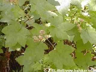 Thimbleberry photo