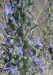 Vinegarweed