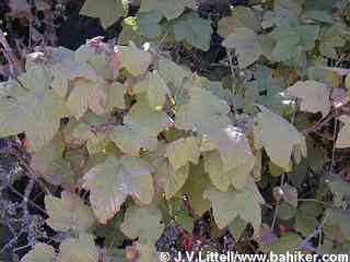 Thimbleberry photo