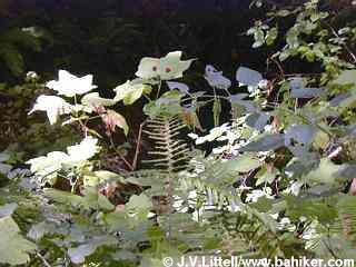 Thimbleberry photo