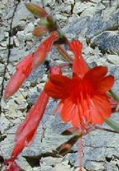 Fuchsia