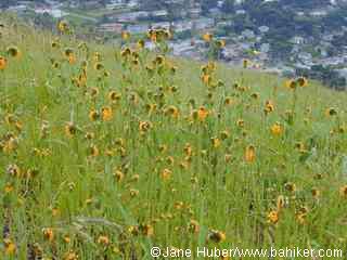 Fiddlenecks