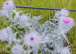 Cobweb thistle