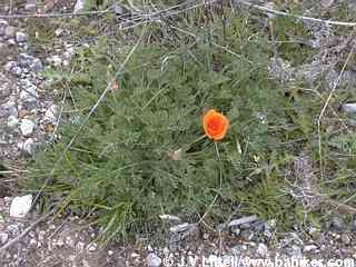 Poppy photo