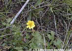 California buttercup