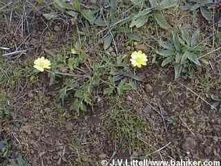 California buttercup photo