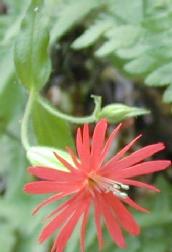 Indian pink